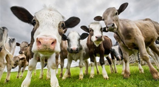 Tehén-randiapp: társkereső app indul szarvasmarháknak Angliában