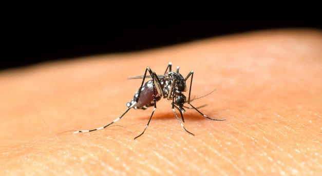 Klímaváltozás és veszélyes szúnyogok