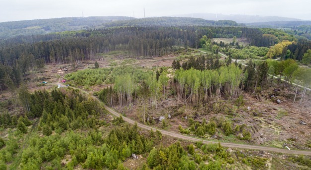 Pusztuló fenyőerdők Közép-Európában