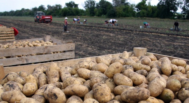 Szuperkrumpli a jövő tápláléka