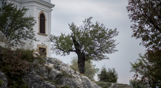 Az Európai Év Fája idei győztese