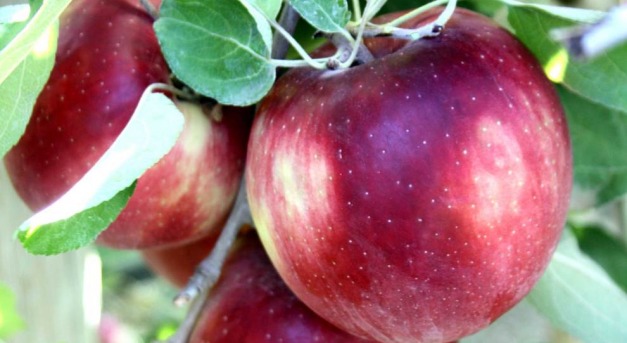 Almalottó és jogdíj az eladott kozmikus almákra