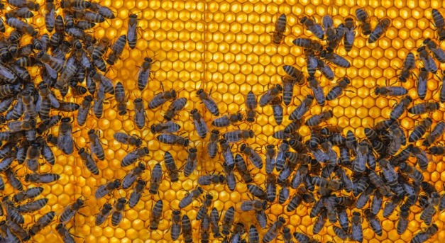 Mézháború – miért veszik az ukrán mézet?