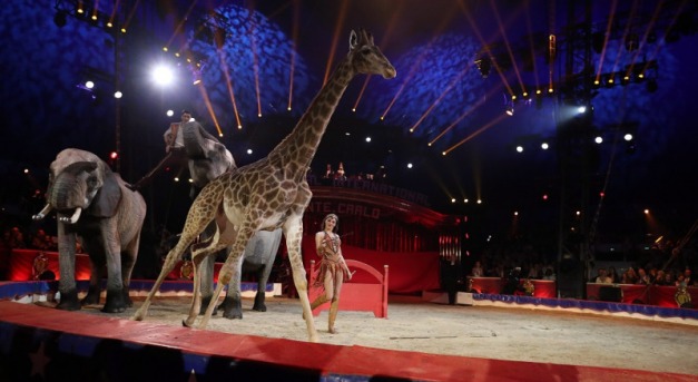 Nem szerepelhetnek vadállatok a szlovákiai cirkuszokban