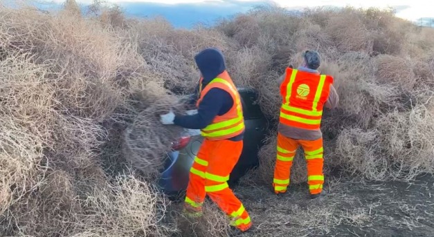 Autókat ejtett csapdába a tüskés gyom