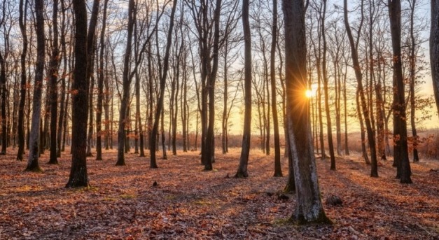 Erdőtelepítési láz söpör végig Magyarországon