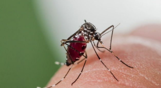 Szúnyogoktól jöhet a következő járvány