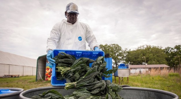 Tonnaszámra semmisítik meg az Egyesült Államokban a friss termékeket