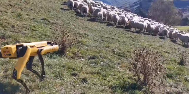 Robotkutya terelgeti a bárányokat Új-Zélandon