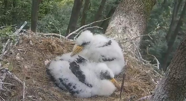 Órákon át küzdöttek egy siklóval a gemenci fekete gólya fiókák