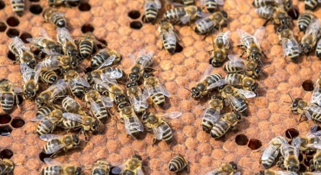 Ötven millió méhet mérgeztek meg