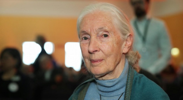 Jane Goodall: alig maradt időnk