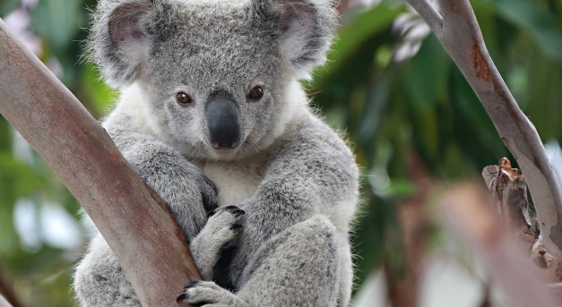 Hatalmas veszélyben a koalák