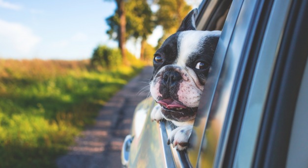 A rendőr betörheti a szélvédőt, ha a kocsiban kutyát hagytak