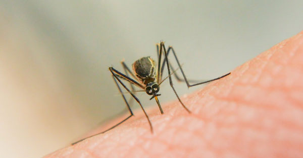 Házi praktikák szúnyogcsípés ellen