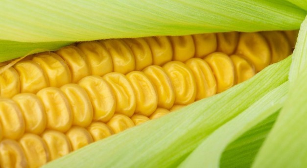 A kukorica gyógyhatásai