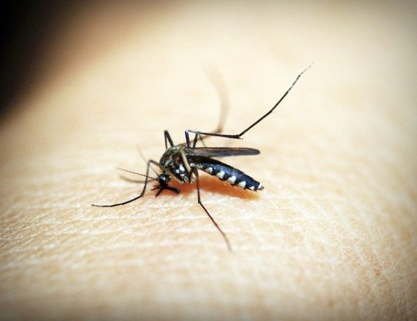 Génmódosított szúnyogok az invázió ellen