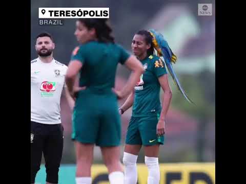 Leállt a brazil női válogatott edzőmeccse, mert egy nagy papagáj szállt egy játékos fejére