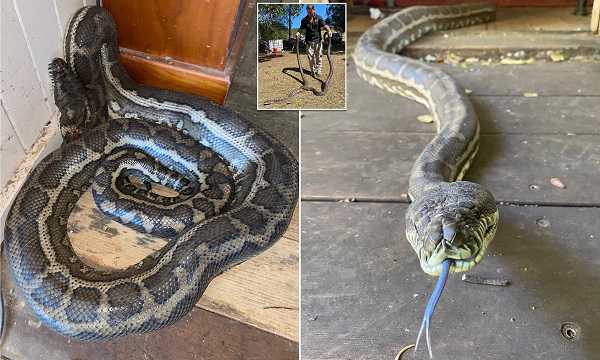 Két óriáskígyó zuhant le a mennyezetről egy ausztrál konyhába
