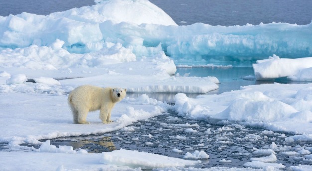 A jegesmedvék vesztét okozhatja a klímaváltozás a század végére