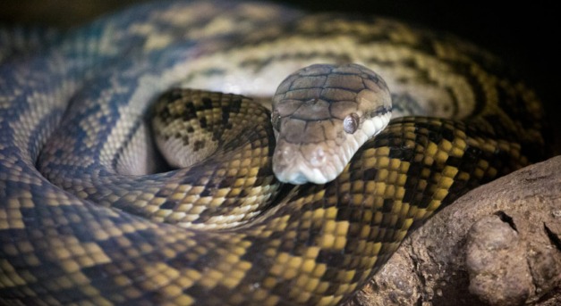 Veszélytelen kígyó vált veszélyessé egy éjszakán