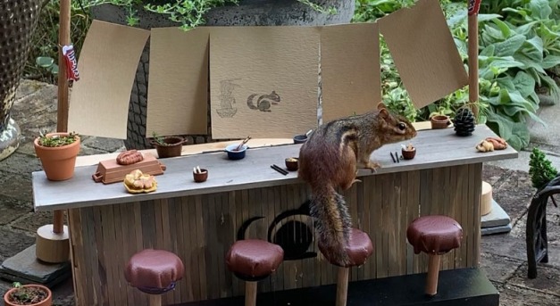 Mini étterem várja az odatévedt mókust