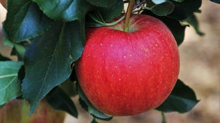 Gondolatok az almafa téli metszéséről
