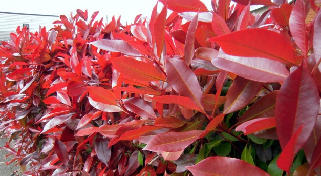 Sövénynek kitűnő: vörös korallberkenye