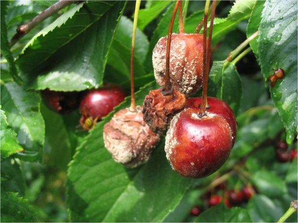 Új monília faj fertőz a gyümölcsöskertekben