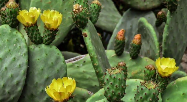 Miért fenyegethetik a kaktuszok az őshonos fajokat?