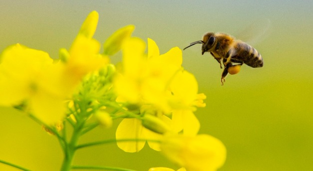 Veszélyesek a méhekre