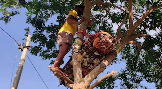 Fán és mezőkön élnek titokban a koronavírusos indiai fiatalok