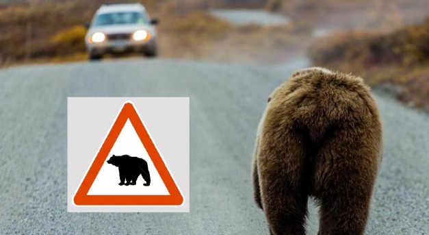 Csendőrök és vadászok a medvék ellen