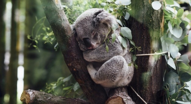 A kihalás szélére sodródtak a koalák