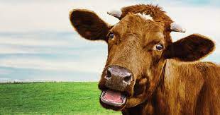 Vécére szoktattak szarvasmarhákat, hogy kevesebb üvegházhatású gáz keletkezzen