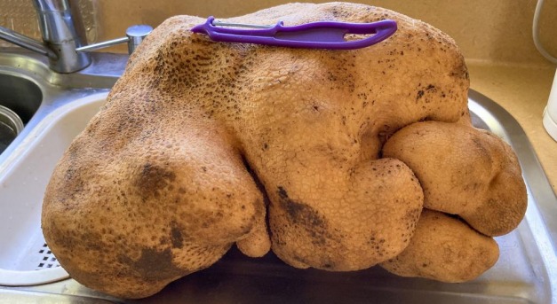 Lehet, hogy megtalálták a világ legnagyobb krumpliját