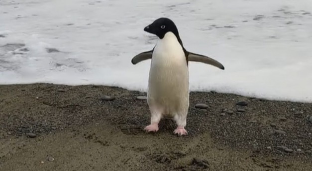 A ritka pingvin különös utazása