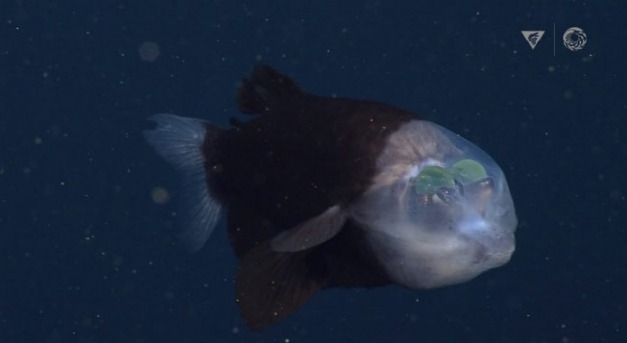 Átlátszó fejű halat fotóztak a tenger mélyén