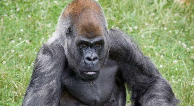 Meghalt Ozzie, a 61 éves gorilla