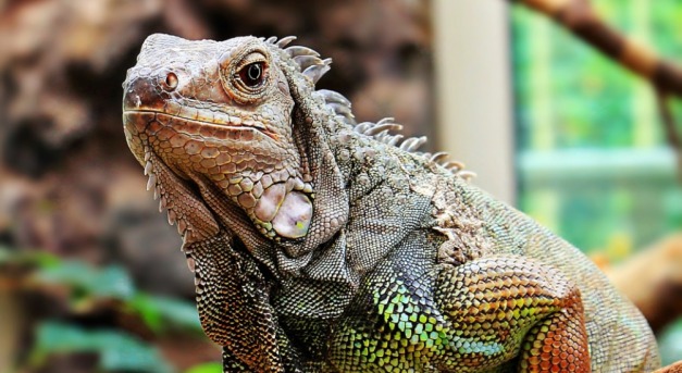 Leguánok potyoghatnak le a fákról a szokatlanul hideg idő miatt Floridában