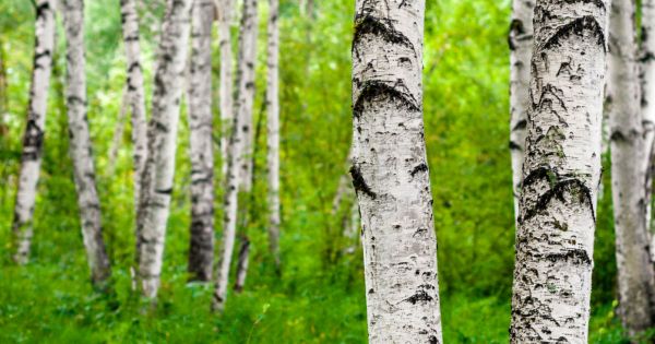 Mikroműanyag-mentesítés nyírfaültetvényekkel