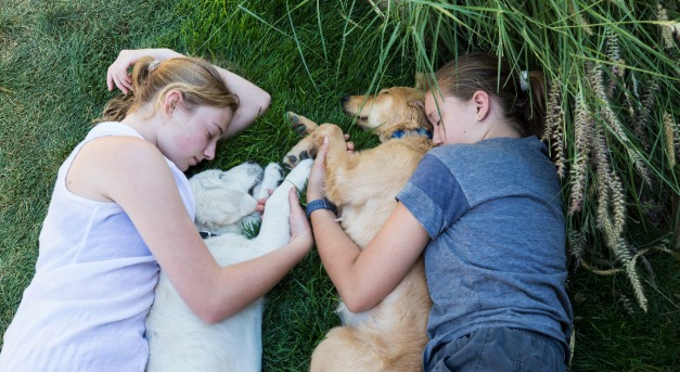 A biztonságérzet a jó alvás titka – a kutyáknál