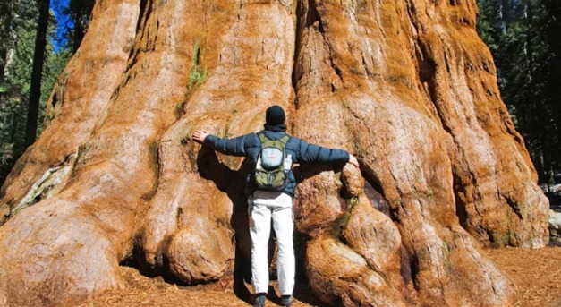 Magyarország legnagyobb fája, a Pörbölyi Titán