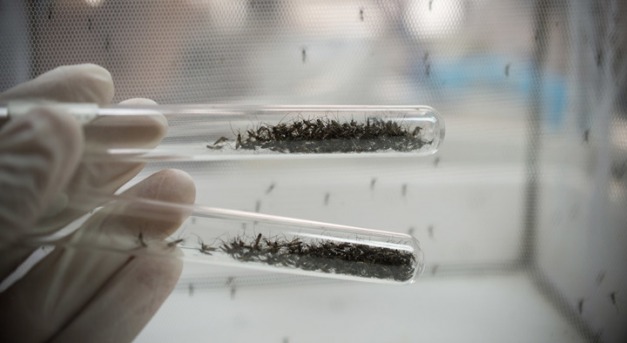 Genetikailag módosított szúnyogokat engedtek szabadjára