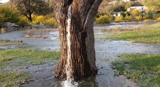 A fa, amelyből minden tavasszal víz folyik