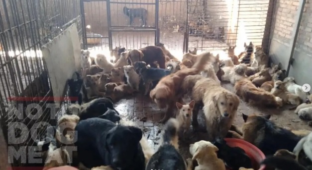 Többszáz elrabolt kutyát mentettek meg attól, hogy megöljék és megegyék őket