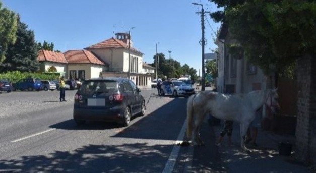 Egy elszabadult lovat ütött el...