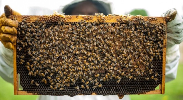 Vajon felismerik a méhek a méhész arcát?