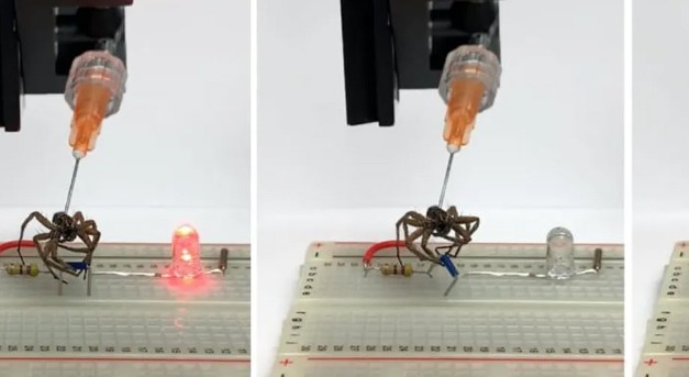 Pókokból hoztak létre nekrobotokat