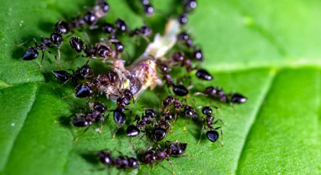 A hangyák helyettesíthetik a növényvédő szereket